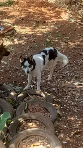 Procuro uma namorada.? *Husky siberiano *.