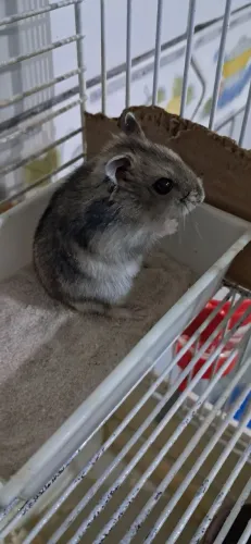 Hamster chines  