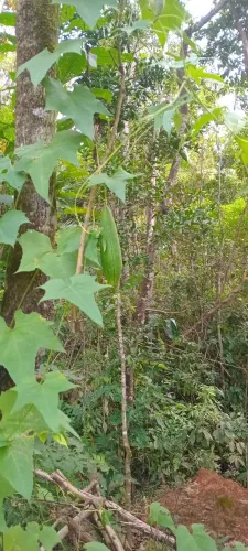 Chacara