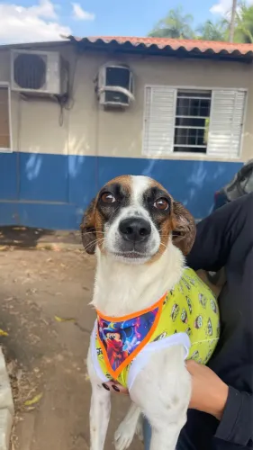 Cadela para adoção