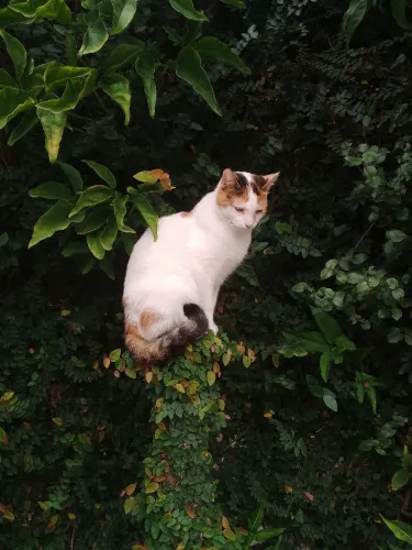 Gatinha castrada p adoção