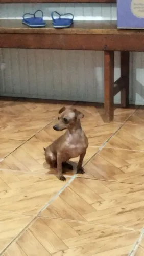 Pinscher Fêmea Pequena 