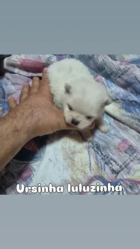 Spitz alemão anã disponível não da pra perder
