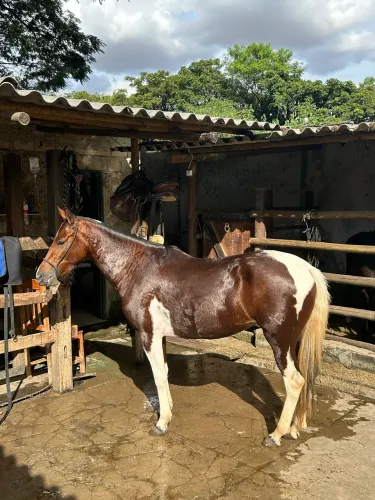 Égua MM pampa castanho, 4-5 anos , marcha batida 