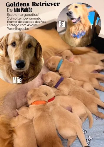 Golden Retriever