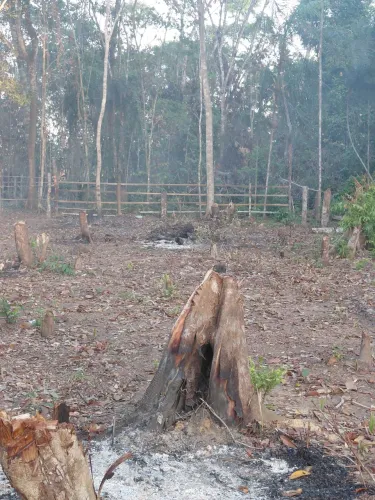 Terreno goiabal 
