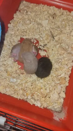 Hamister sírio pra venda 