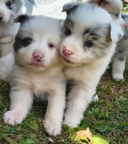 Border collie BLUE merle
