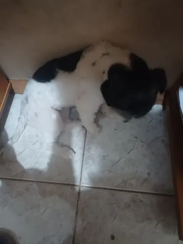 Doa-se cachorro 