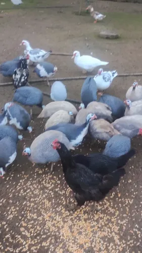 Vendo angolas adultas 
