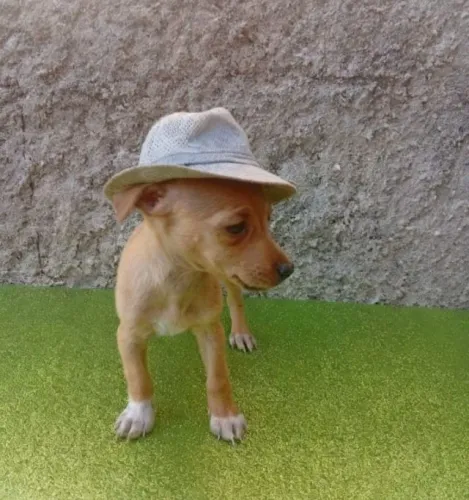 Pinscher Zero Dócil e Brincalhão