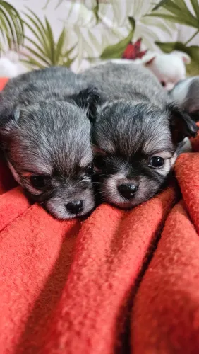 Chihuauha