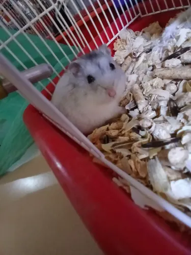 Vende hamister