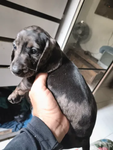 CACHORRINHA MOFADINHA FÊMEA