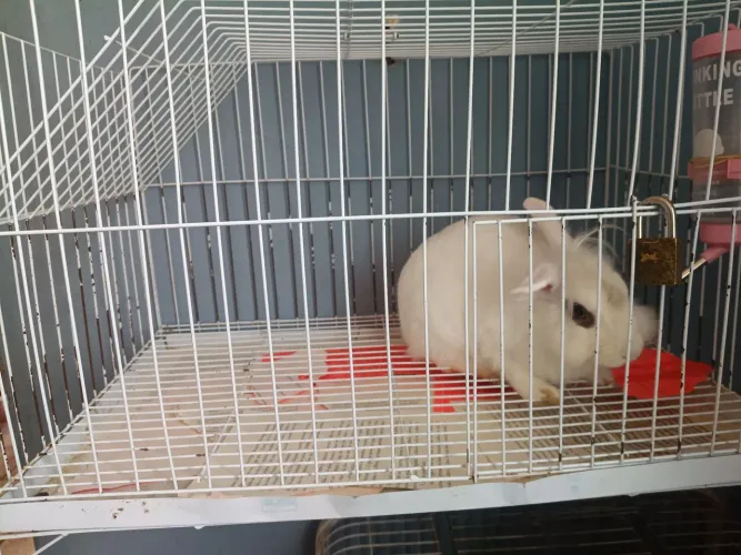 Vende-se uma coelha mini Lion anão Fêmea