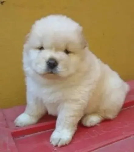 Chow Chow imóvel para foto , bem comportado ele