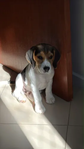 Cachorro Beagle