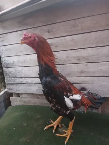 vendo frango china