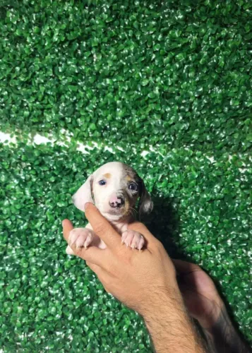 Salsichinha Dachshund Pronto para Novo Lar