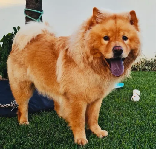 Cão de guarda adestrado 3 anos
