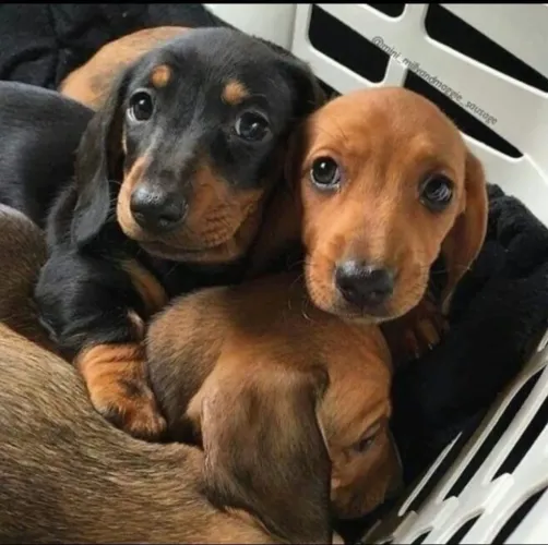 Basset miniatura
