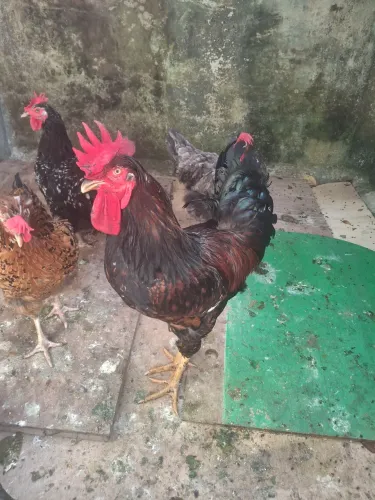 3 galinha e um galo gbs.