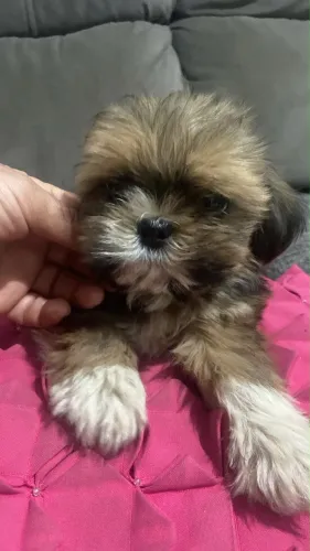 Vendo lhasa Apso macho 
