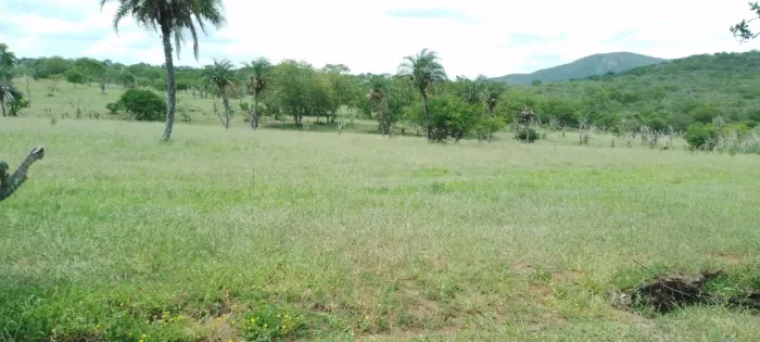 Excelente propriedade rural de 100 tarefas, riacho, energia, toda no capim, Jaguara/Feira