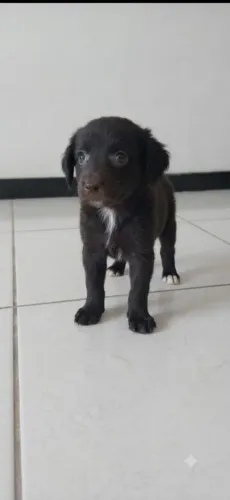 Cães filhotes Macho/Fêmea
