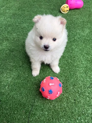 Spitz alemão fêmea