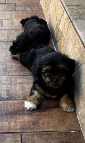 Filhote de Shihtzu Macho