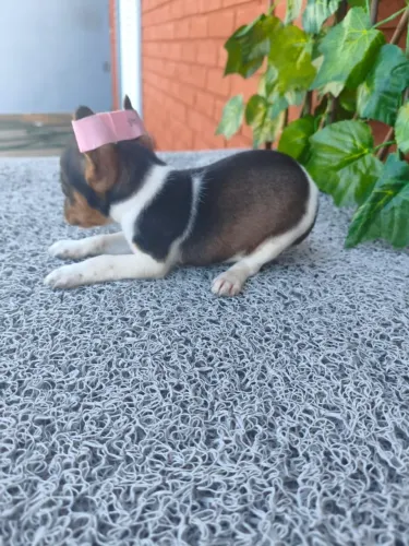 Pinscher pequeno com personalidade divertida