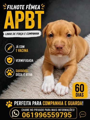 Pit Bull 