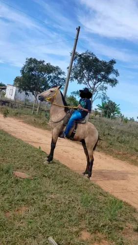 VENDE-SE POTRO 