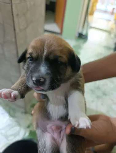 Cachorros para adoção.