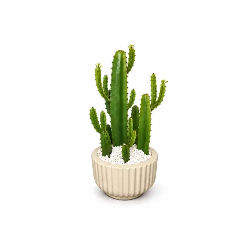 Muda De Cacto-candelabro (euphorbia Trigona) - 30 a 50 Cm - 1 unidade
