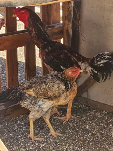 Galo índio gigante puro