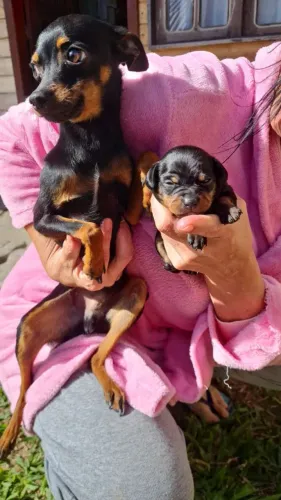 Vendo pincher fêmea macho 600 reais imbituba sc