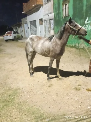 Égua apalusa prenha