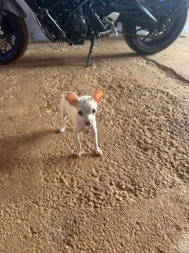Pinscher macho