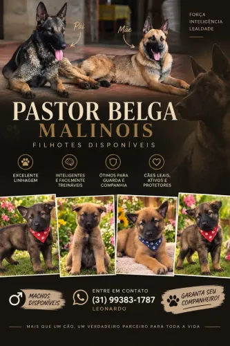 Pastor Belga Malinois ( disponível)