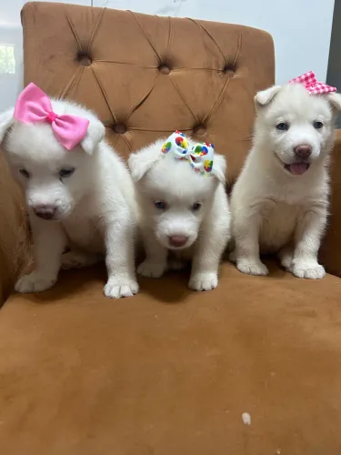 Filhotes de Husky siberiano