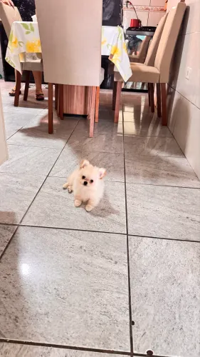 Filhote de spitz Alemão ( Lulu )