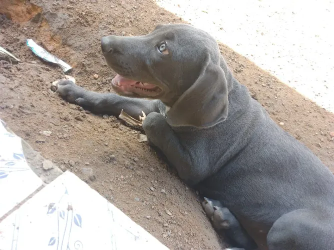 Vende-se Filhote de Cachorro Pit Bull 500 reais