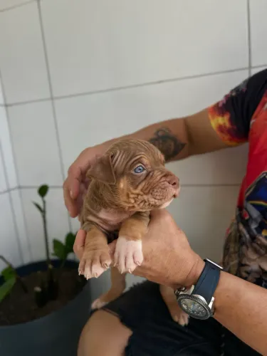 FILHOTE PITMONSTER