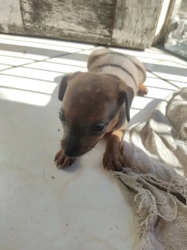 Pinscher macho filhote
