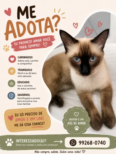 Gato macho para adoção 