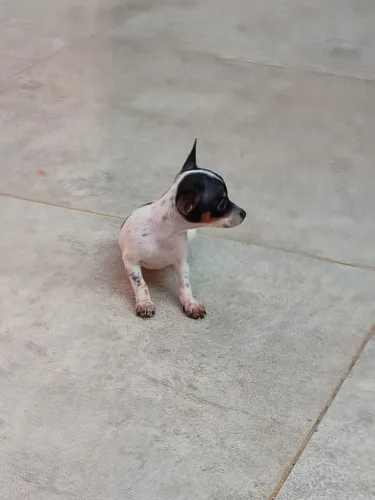 PINSCHER FÊMEA NÚMERO 0