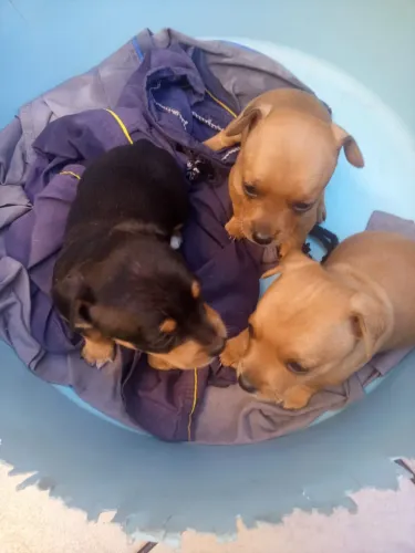Cachorro pinscher