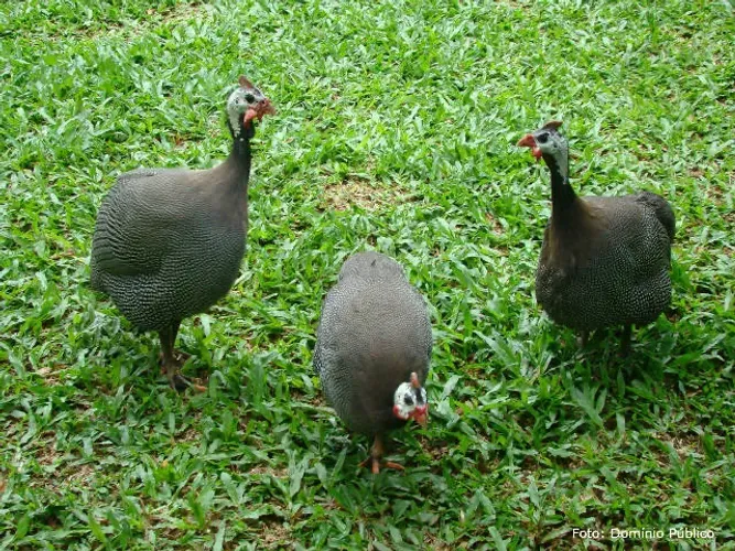 Vendo galinha d?Angola